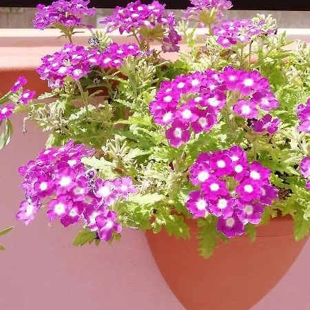 Apartment Prendas Antigas - Vacanze A *
